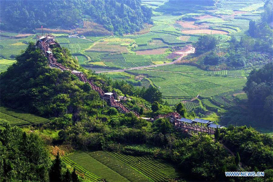 Plank corridor built in tea garden in China's Hubei