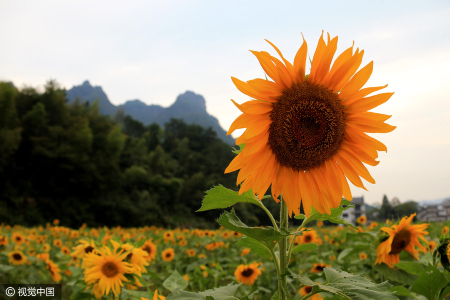 Golden sunflowers burst open in autumn beauty