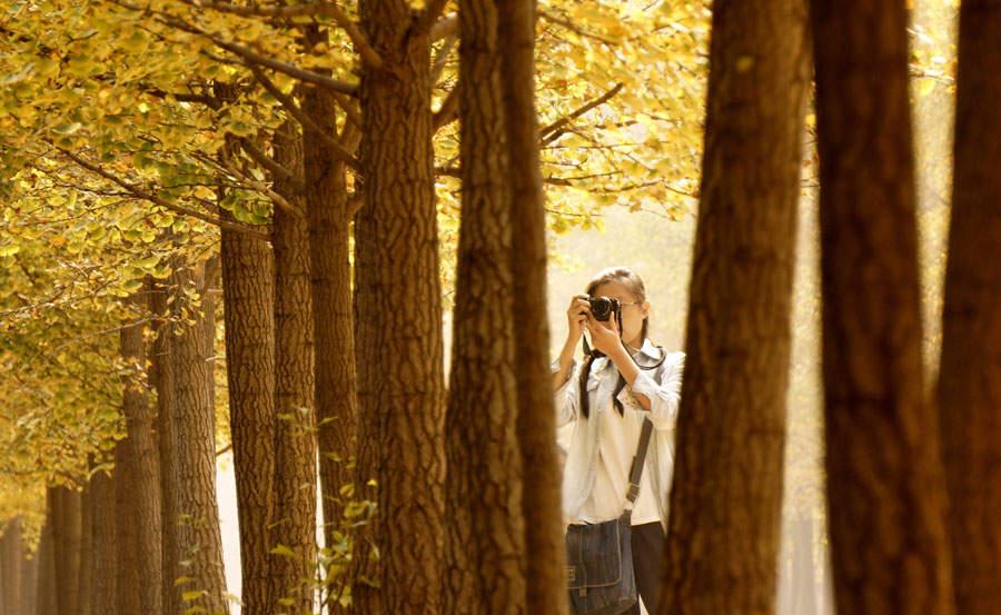 Picturesque golden foliage in Beijing suburb