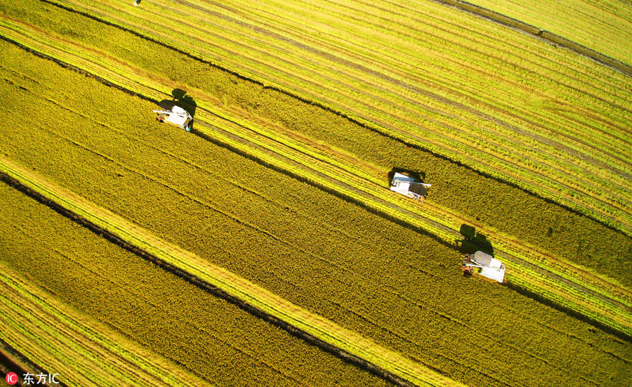 The golden rice paddies in East China