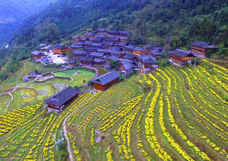 Scenery of blooming chrysanthemum flower fields in Guangxi