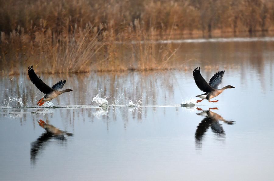 Wild geese seen at Qingtongxia wetland nature reserve in NW China