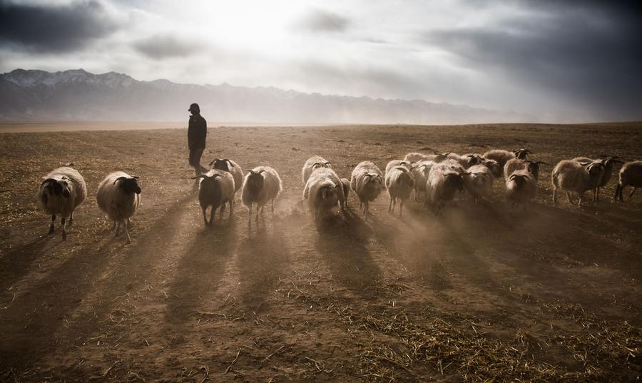 Ecology significantly improved in Sanjiangyuan