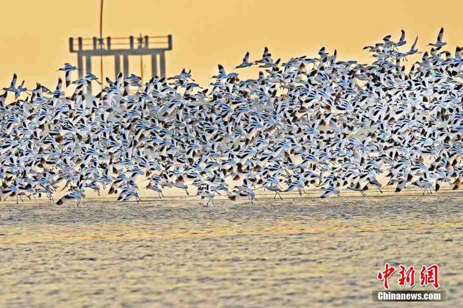 Migratory birds gather in Hunan