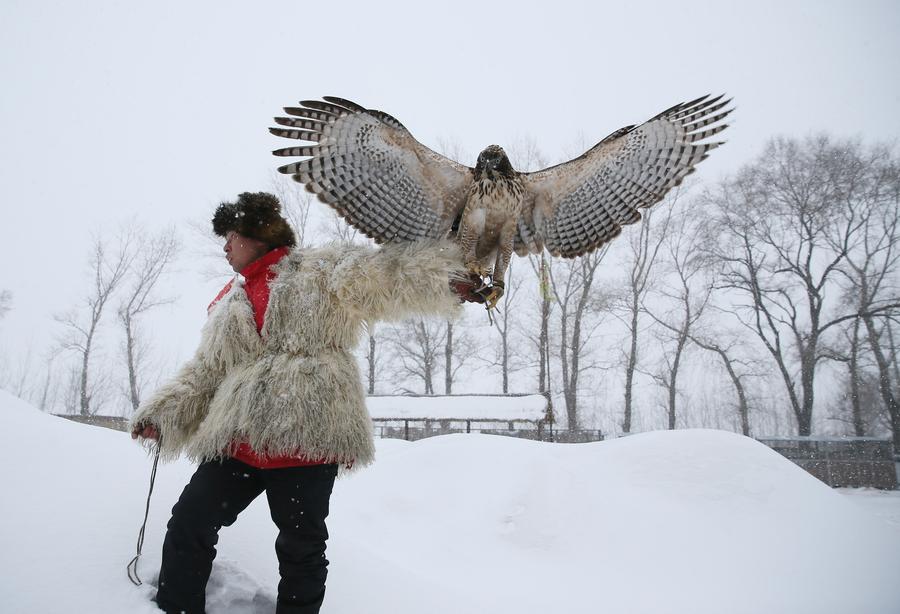 Traditional falconry seen at local tourism festival in Jilin