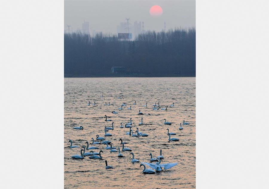 Migratory swans from Siberia spend winter in China's Henan