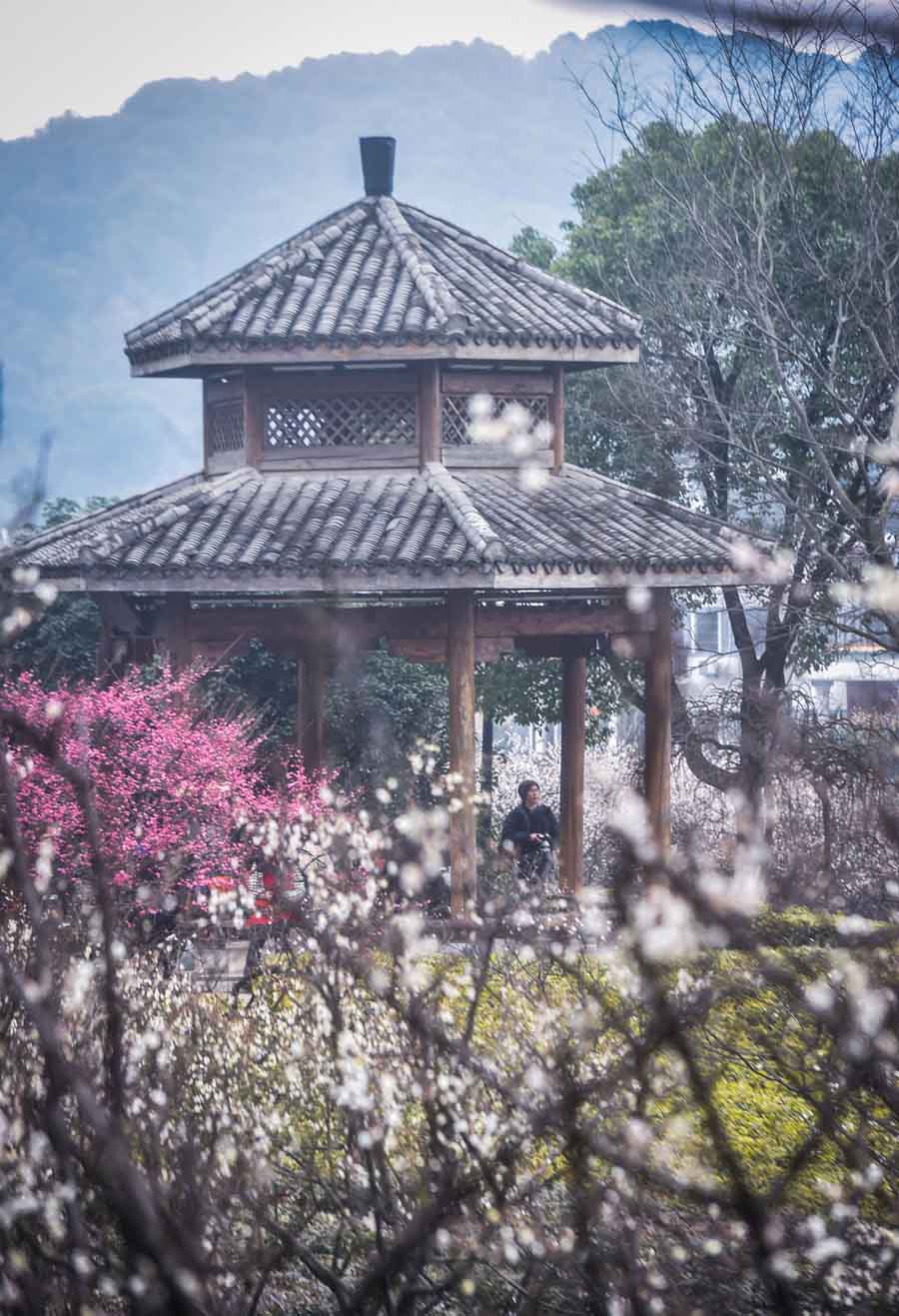 Plum blossoms seen in Hangzhou