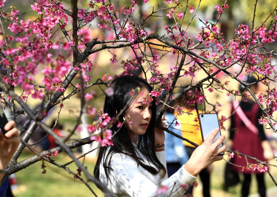 Cherry blossoms attract visitors in China's Guangxi