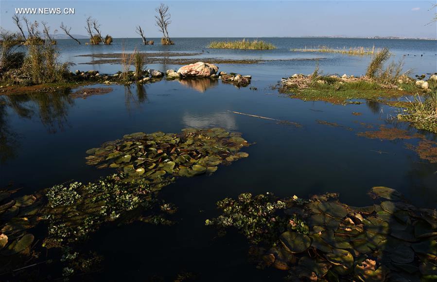 Scenery of wetland park at Dianchi Lake scenic area in China's Kunming