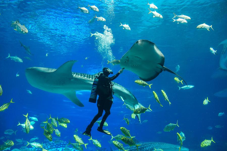 Tourists watch performance of diver feeding swimming rays in Zhuhai