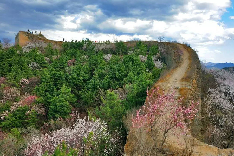 5th Jinshanling Apricot Flower Festival kicks off in Chengde