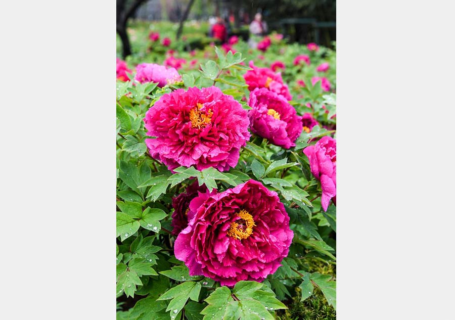 Peonies come into flourishing term in China's Luoyang