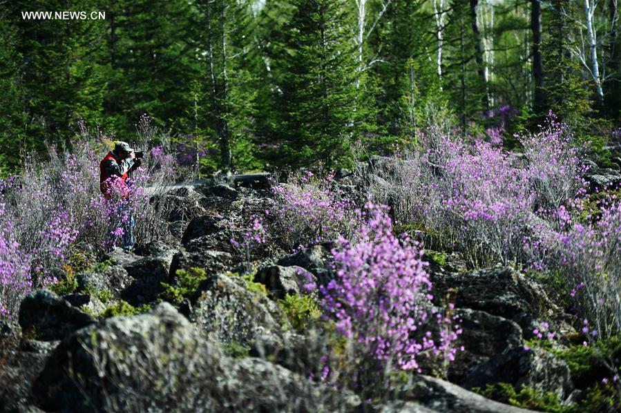 Tourists view azalea at volcanic geological park in NE China