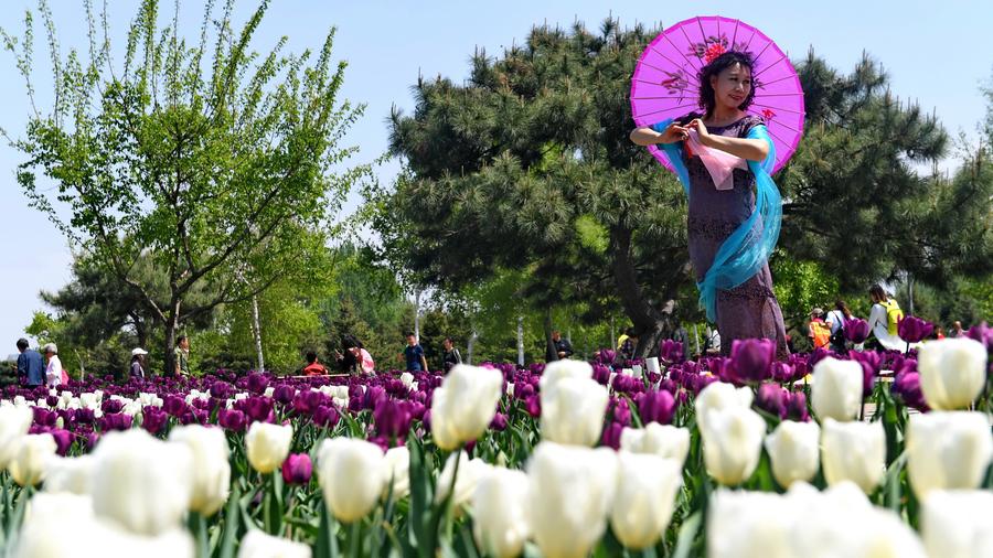 Tourists view tulip flowers in Northeast China