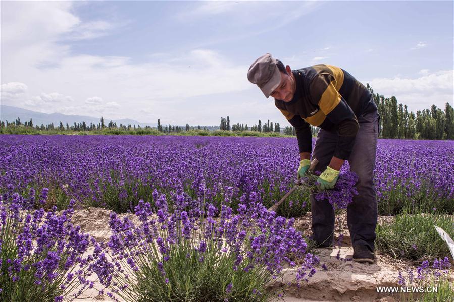 7th int'l lavender tourism festival starts in N.W. China