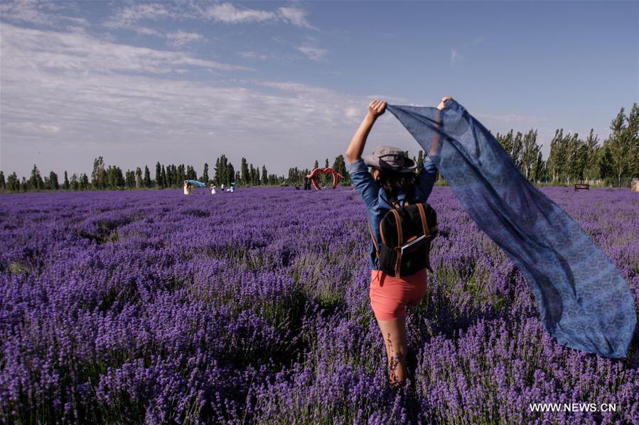 7th int'l lavender tourism festival starts in N.W. China