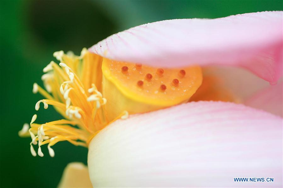 Lotus flower seen at planting base in E China