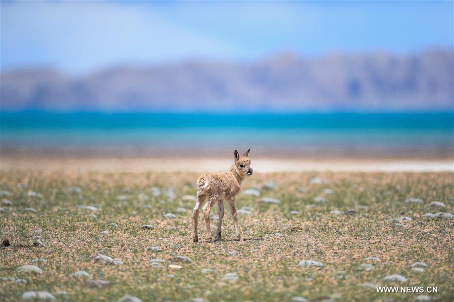 Number of Tibetan antelopes rises to over 200,000 in Tibet