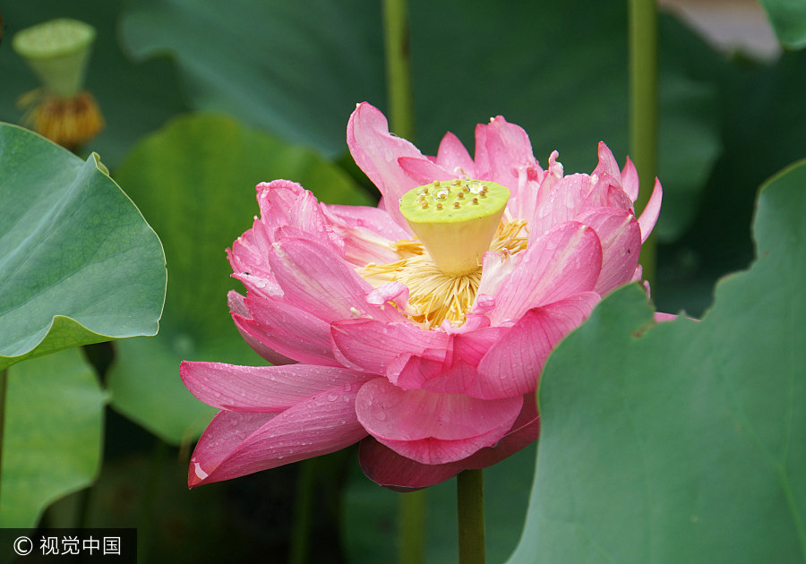 Blooming lotus graces Beijing after rain