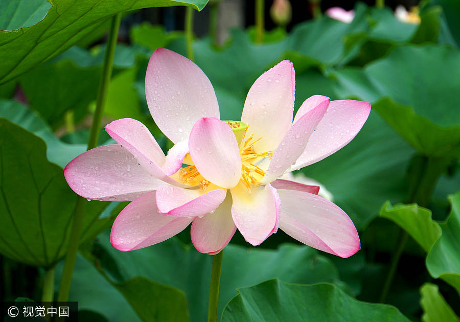 Blooming lotus graces Beijing after rain