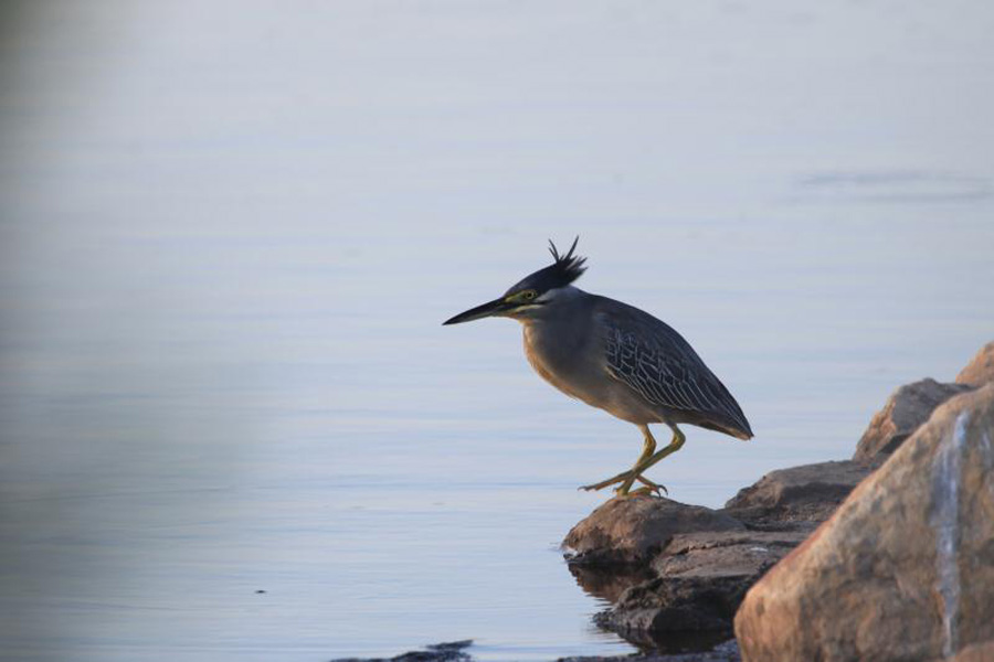 Jingyuetan, a paradise for wildlife