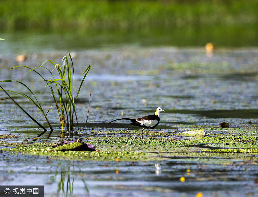 10 best wetland resorts for serene break