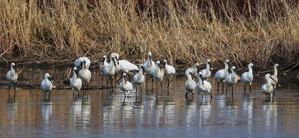 Endangered water bird Oriental stork seen in Naolihe reserve