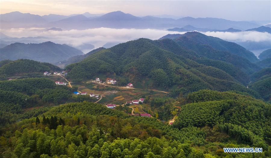 Scenery of bamboos forest, sea of clouds in China's Anhui