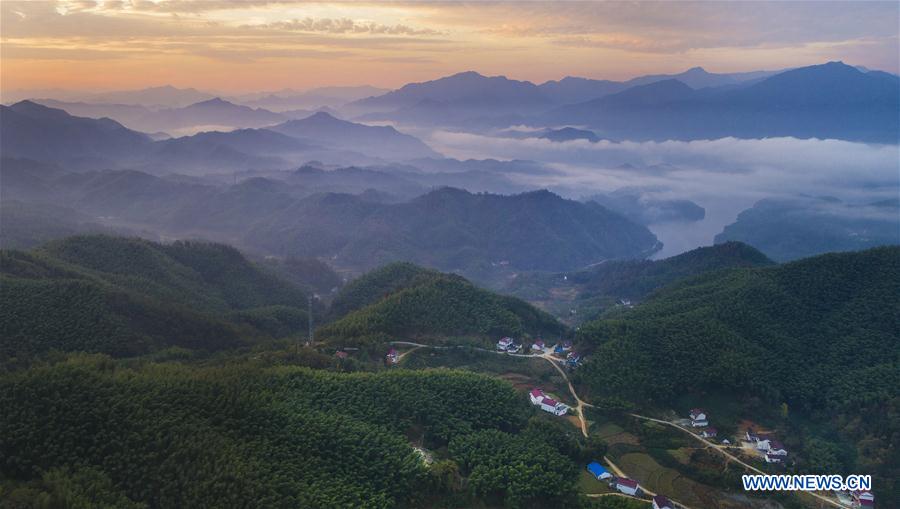 Scenery of bamboos forest, sea of clouds in China's Anhui