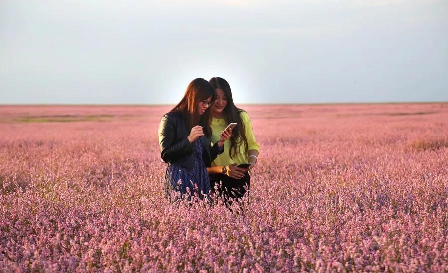 Sea of blossoms in Poyang Lake, E China