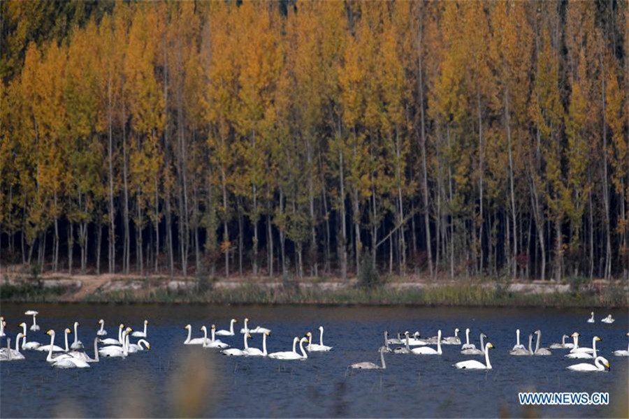 Whooper swans fly to spend winter in China's Shanxi