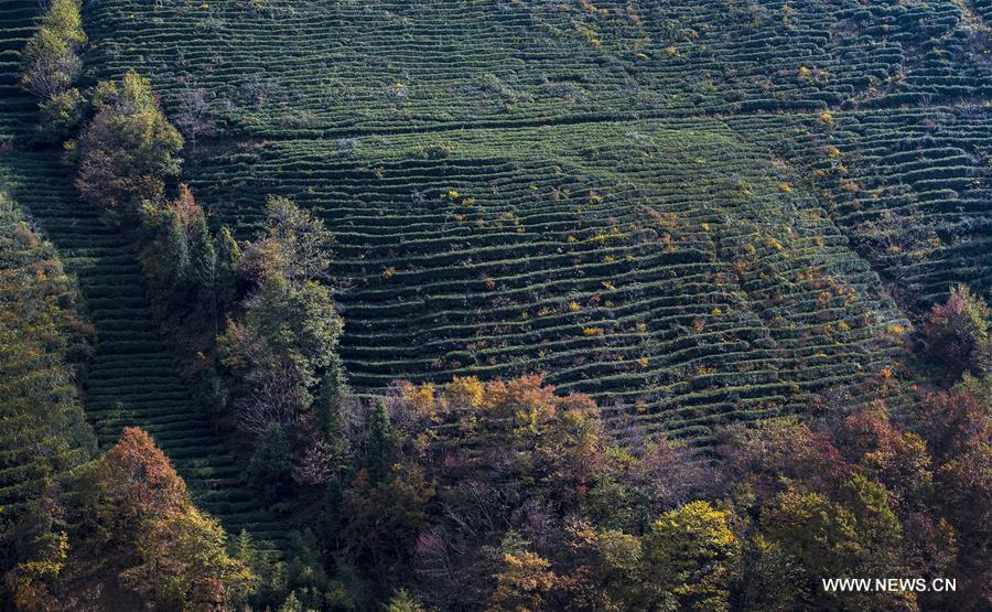 Autumn scenery of Shennongjia Forestry District in Hubei