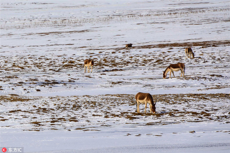 Exploring Sanjiangyuan National Park in wintertime