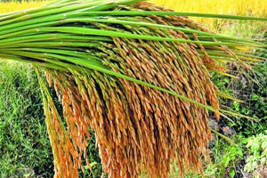 Trending: Music booms rice production