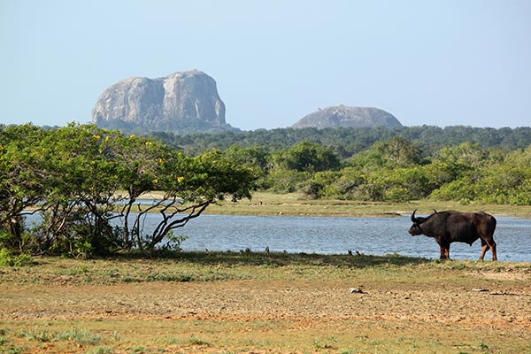 Nature comes to life on park safari