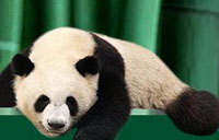 Fanfare surrounds pandas' arrival