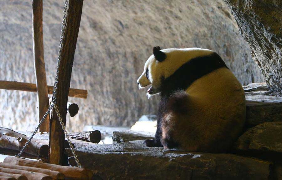 Chinese, Belgian heads of state launch panda house