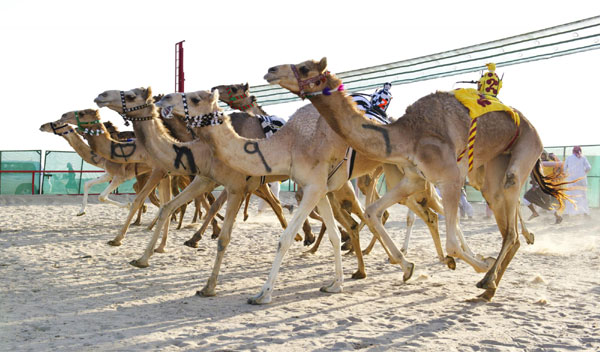 Camels racing with robot jockeys