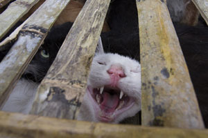 Dog and Cat Expo held in the Philippines