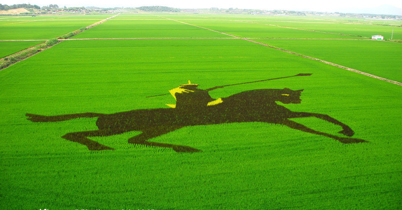 Draw on the paddy fields