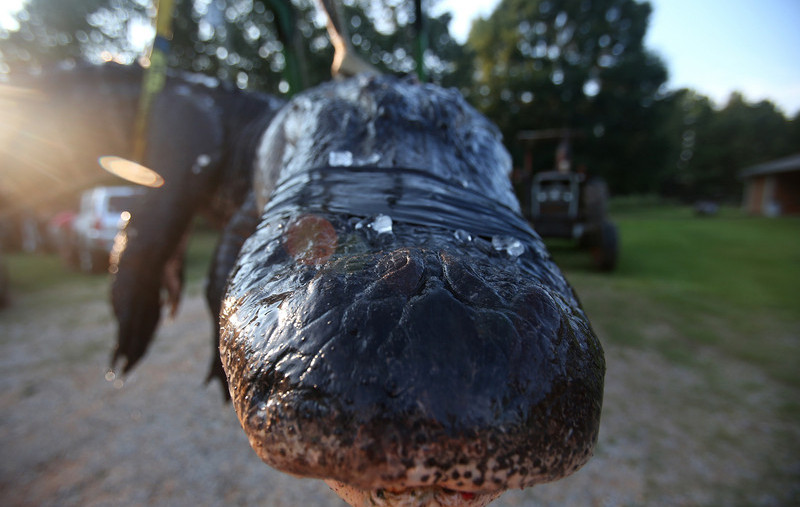 Residents caught giant alligator in Alabama