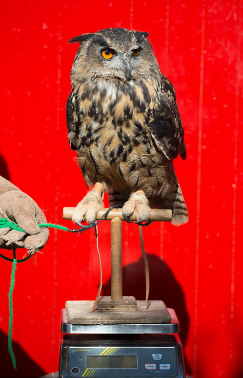 Time to know whether animals got a good figure at London zoo