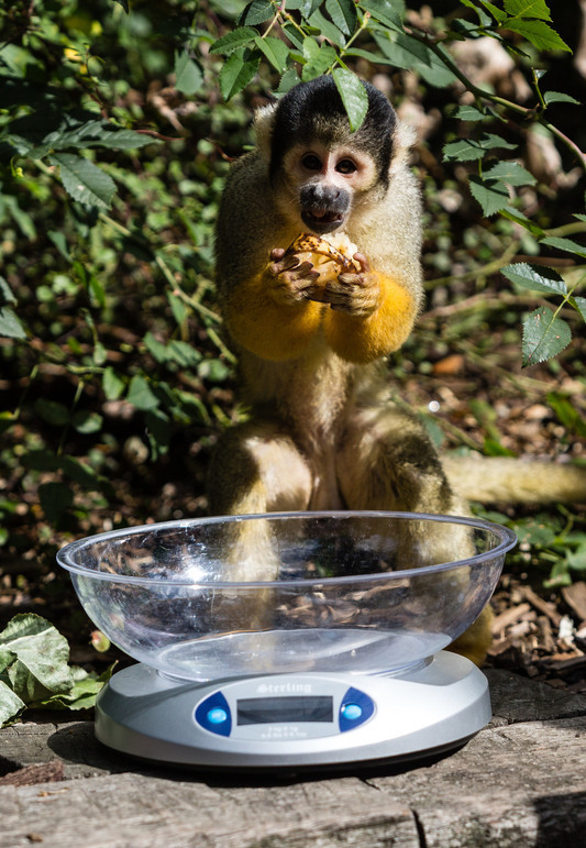 Time to know whether animals got a good figure at London zoo