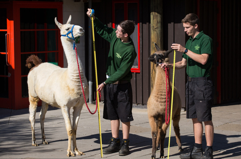 Time to know whether animals got a good figure at London zoo