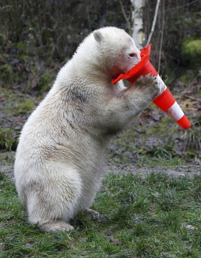 Polar bear twins claw out a birthday