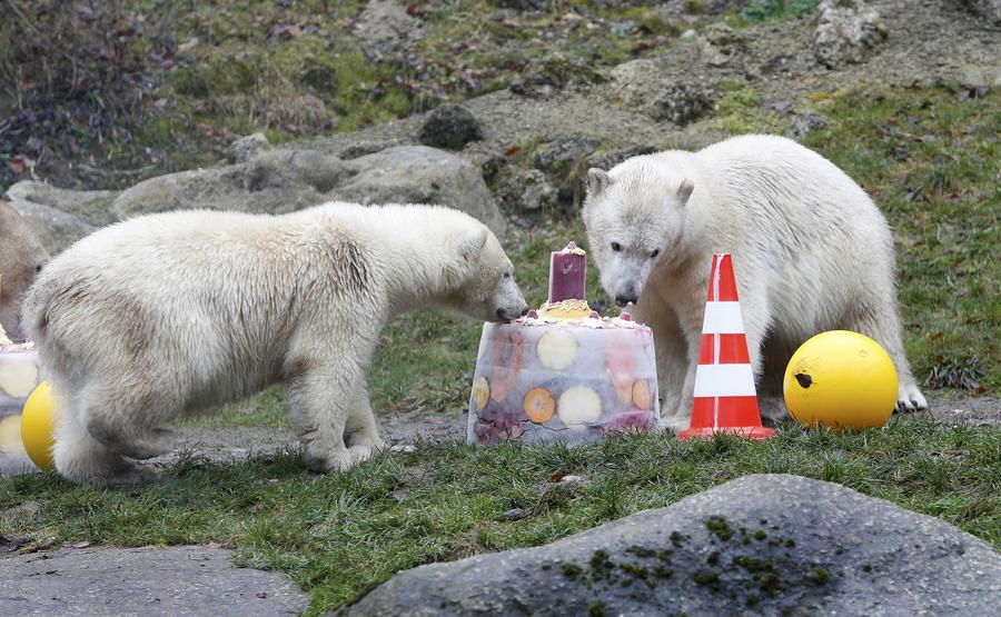 Polar bear twins claw out a birthday