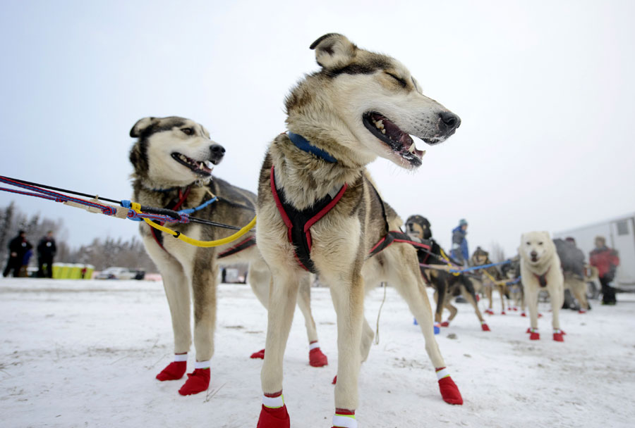 Iditarod Trail Sled Dog race paves a new way