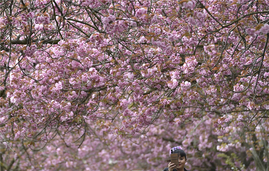 Cherry blossoms around the world