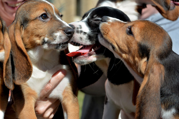 7 half-pound mutts become first test-tube puppies in world