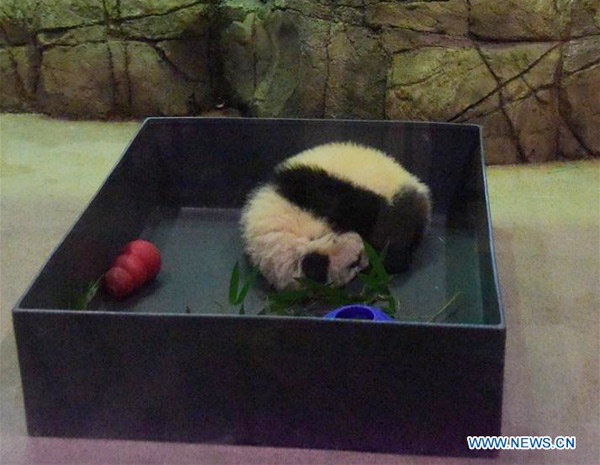 Public takes the first glimpse at giant panda cub, Bei Bei